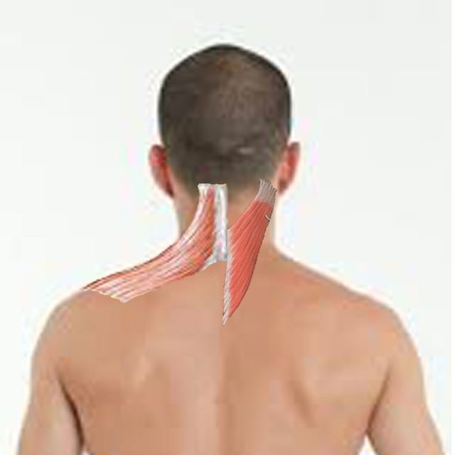 Upper Trapezius and Splenius Capitis massage the entire back of the neck Towards Your Ears with