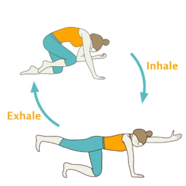 Balancing Table Elbow To Knee Flow by 𝔻𝕖𝕤𝕖𝕣𝕥 𝔽𝕠𝕩🦊 🌟 Exercise Howto