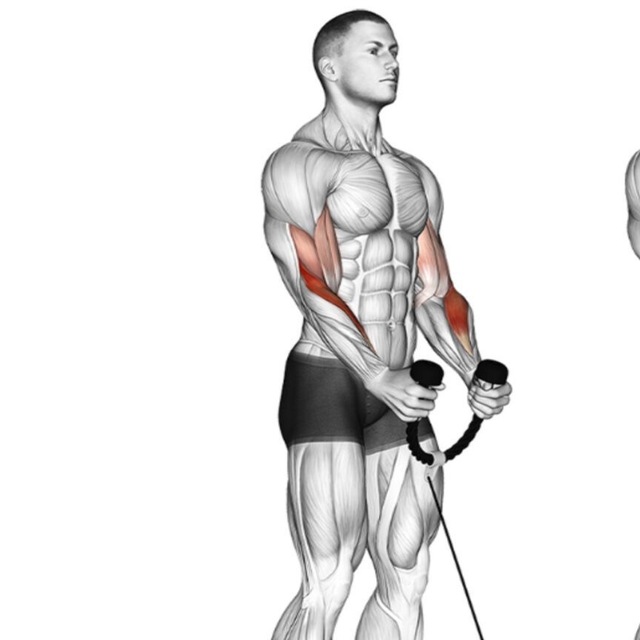 Cable Rope Hammer Curl by Marlene _ Exercise Howto Skimble