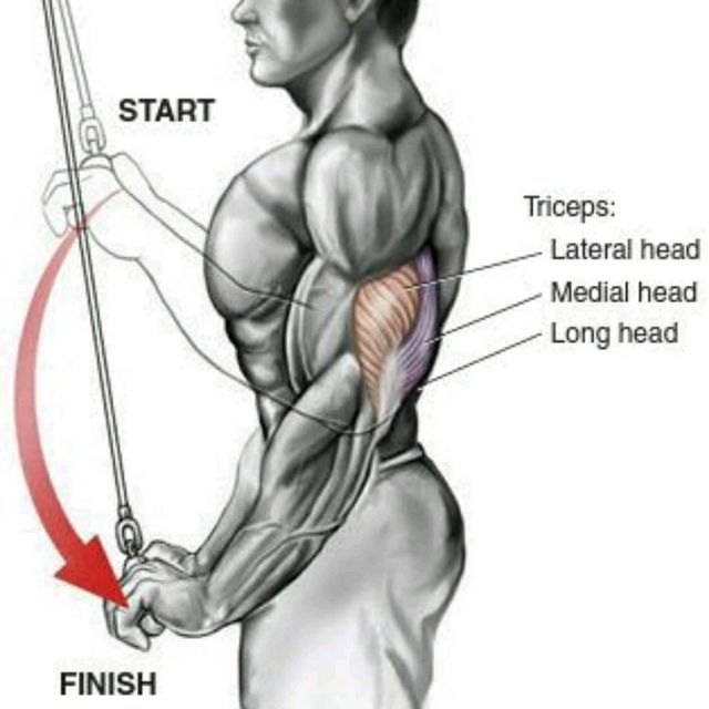 Tricep Pressdown Exercise Howto Workout Trainer by Skimble