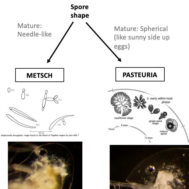 Identification chart for common Daphnia species in lakes in Michigan