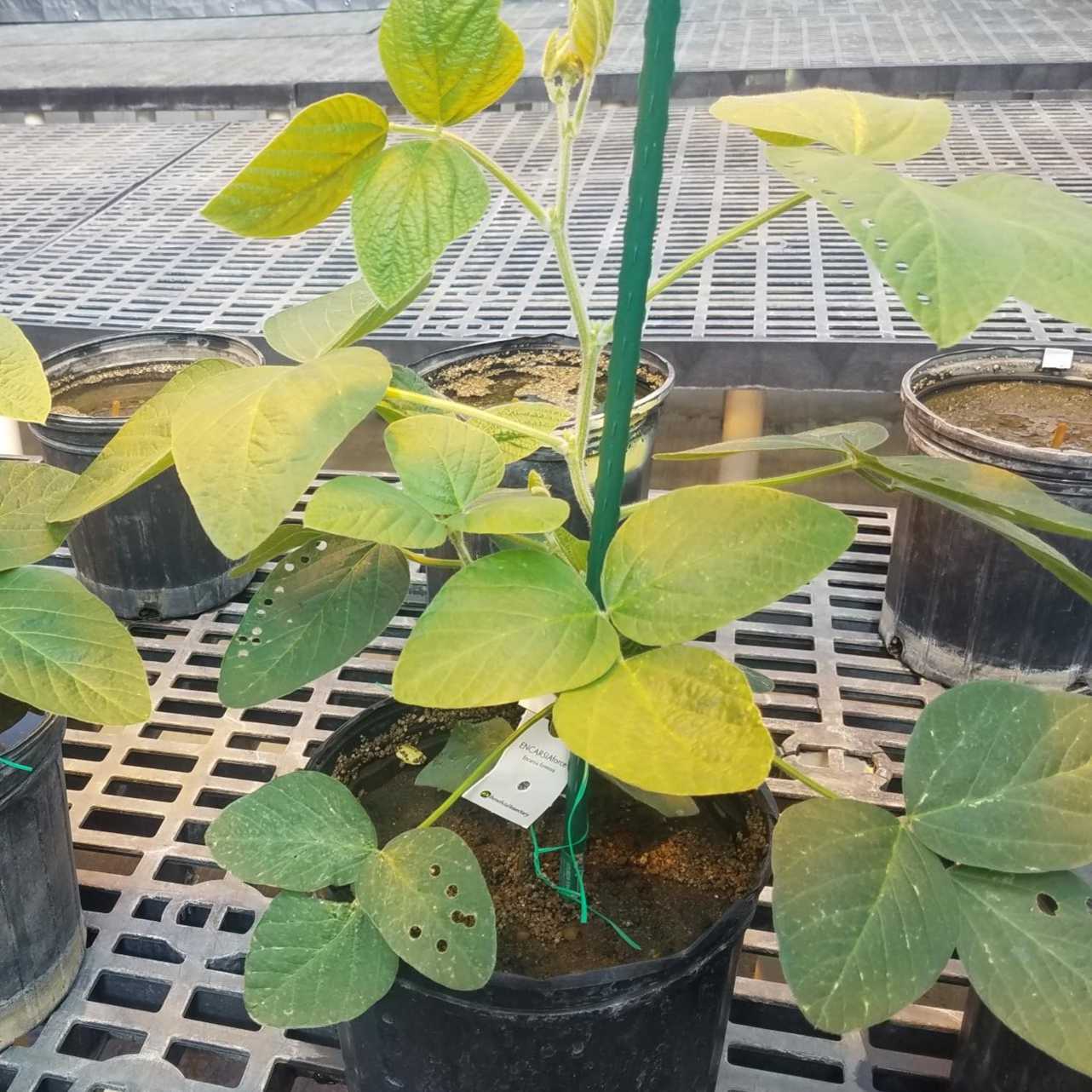 Growing Soybean in the Greenhouse