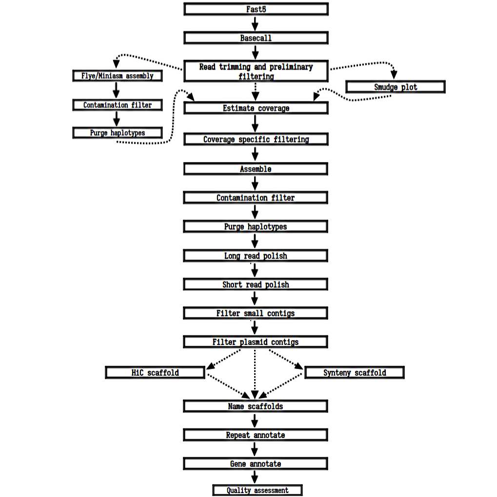 Longread plant genome assembly and annotation scaffolding