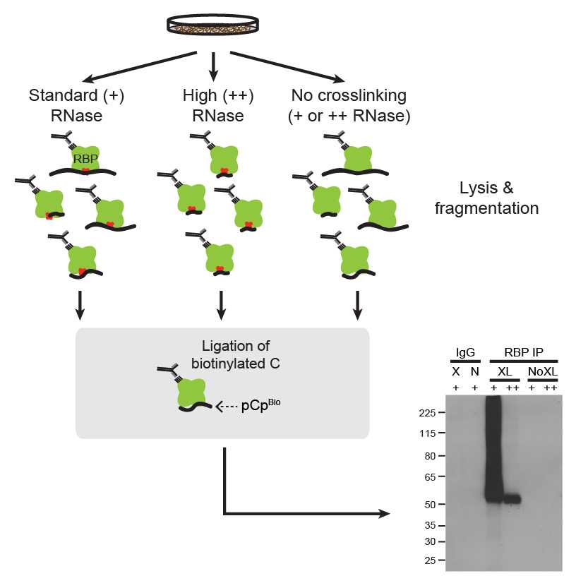 BiotinLabelling of Immunoprecipitated RNA (v1pre)