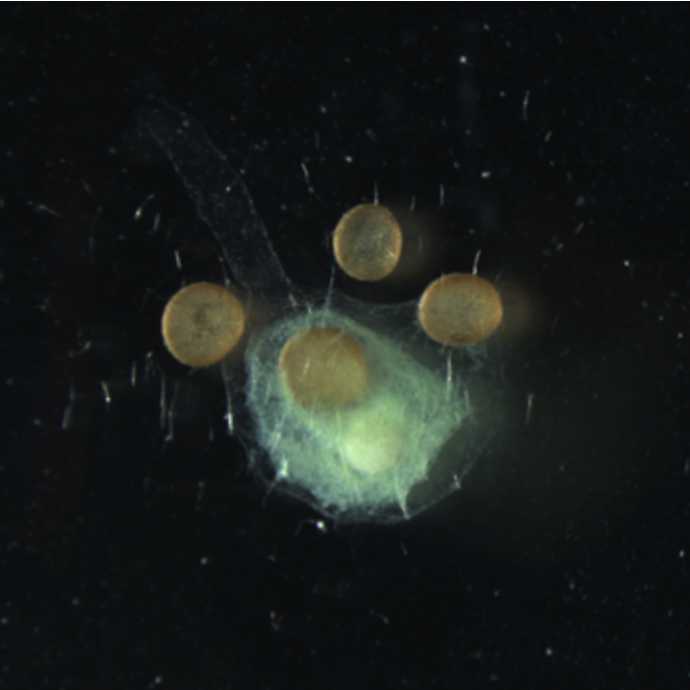 Inducing gemmulation in the freshwater sponge Ephydatia muelleri in culture using theophylline
