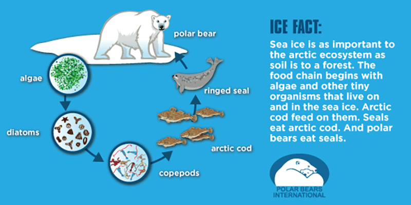 Meet the Polar Bear Majestic Arctic Carnivores