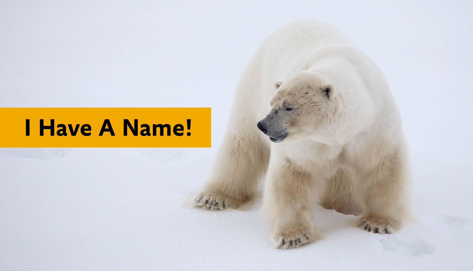 Name the Quark polar bear the Winning Name