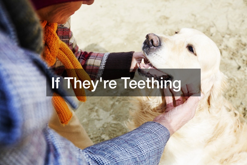 How Often Do Dogs Need Dental Cleaning? Dental Magazine