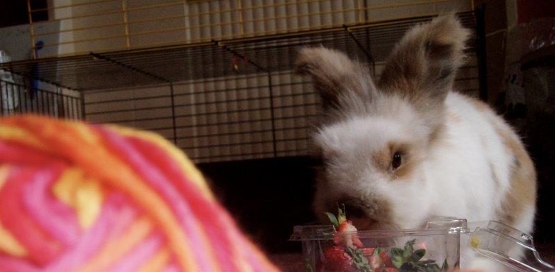 Adorable Bunnies with Food! Bunnyopia