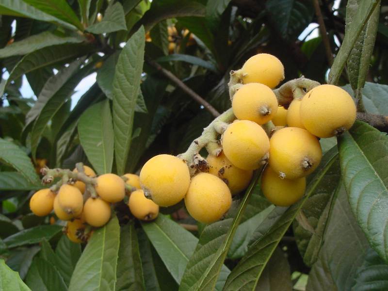 Gallery Yellow Plum Fruit