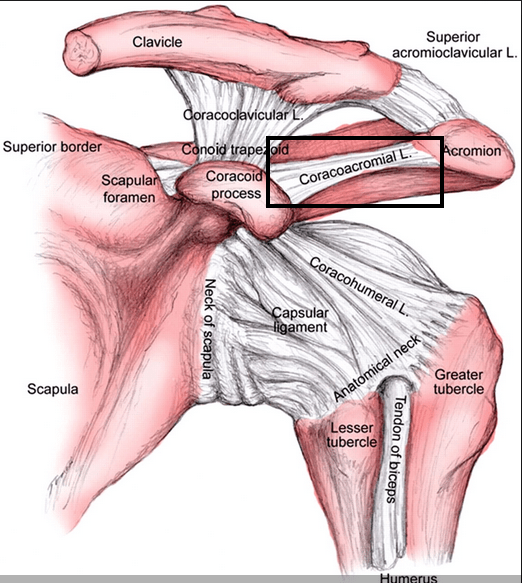 Shoulder ligaments Shoulder anatomy, Joints anatomy, Shoulder joint