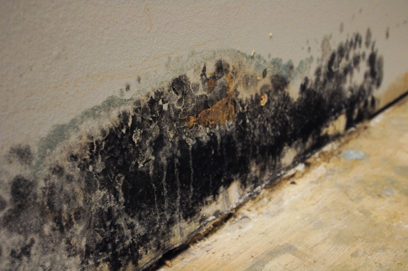Why Does Mold Grow On Clothing at Ada Cottone blog