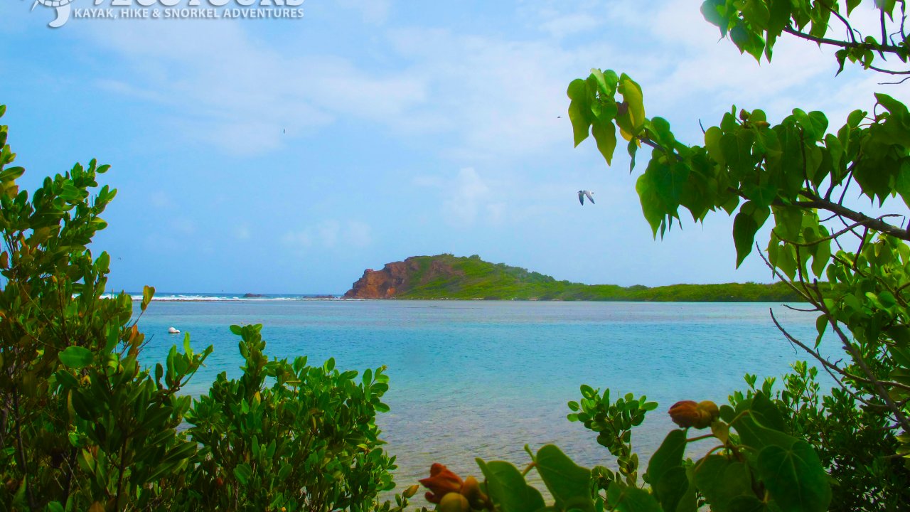 St. Thomas Mangrove Lagoon Cas Cay Kayak, Hike