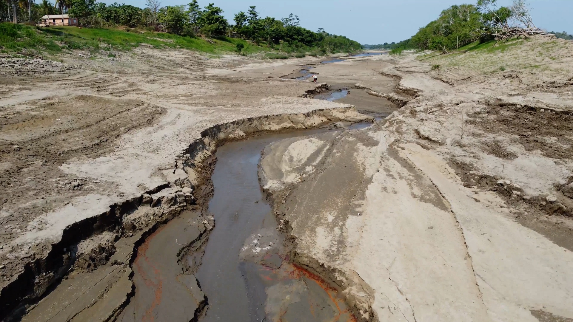 Amazon River Water Plants