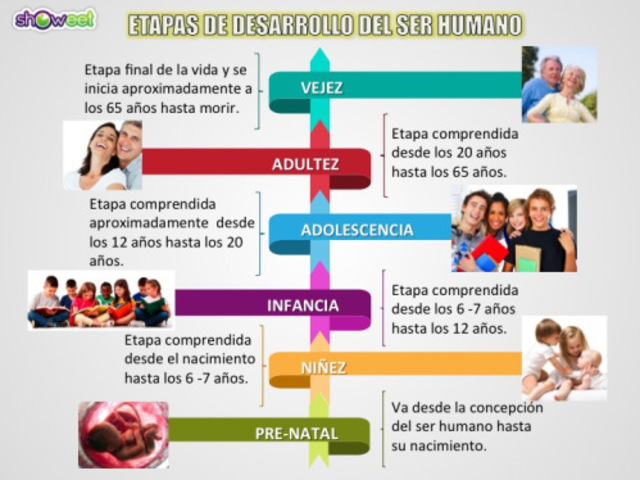 Etapas del desarrollo humano timeline Timetoast timelines