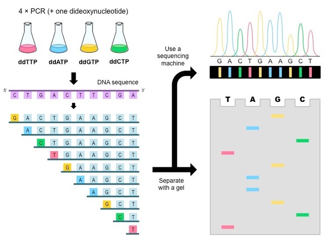 Historia de Biología Molecular timeline Timetoast timelines