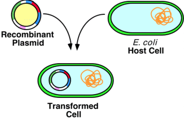 Recombinant DNA : Genes and Genomes : a Short Course Googl…