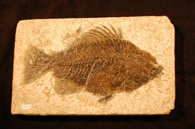 Lucy's cell theory timeline Timetoast timelines