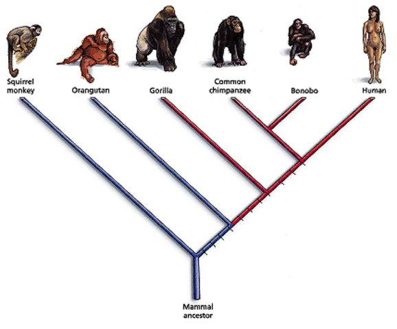 The Spirit of System: Lamarck and Evolutionary Biology :.