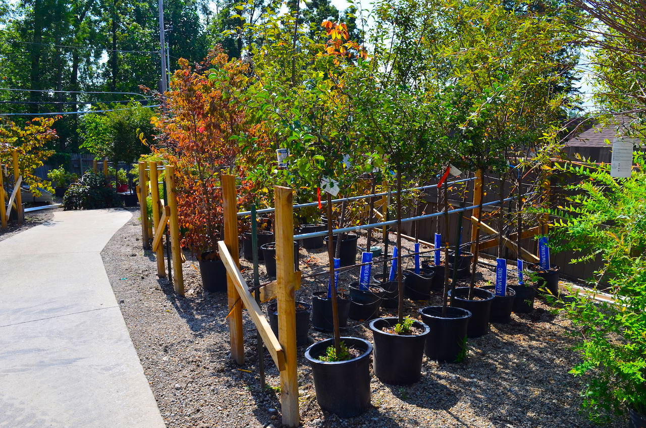 Plant Center Annual Nursery Auction Scheerer McCulloch Indiana