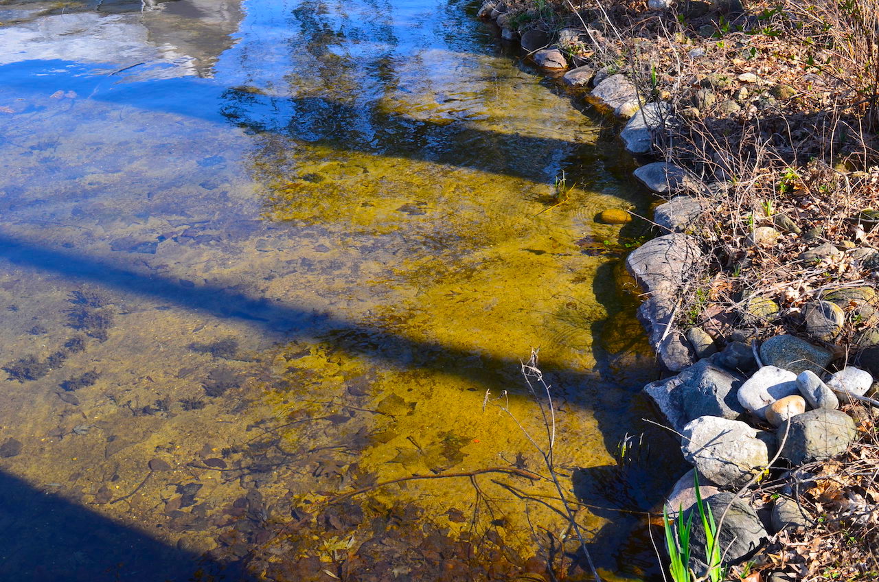 2 bedroom home with 61 feet of lakefront views on Jimmerson Lake
