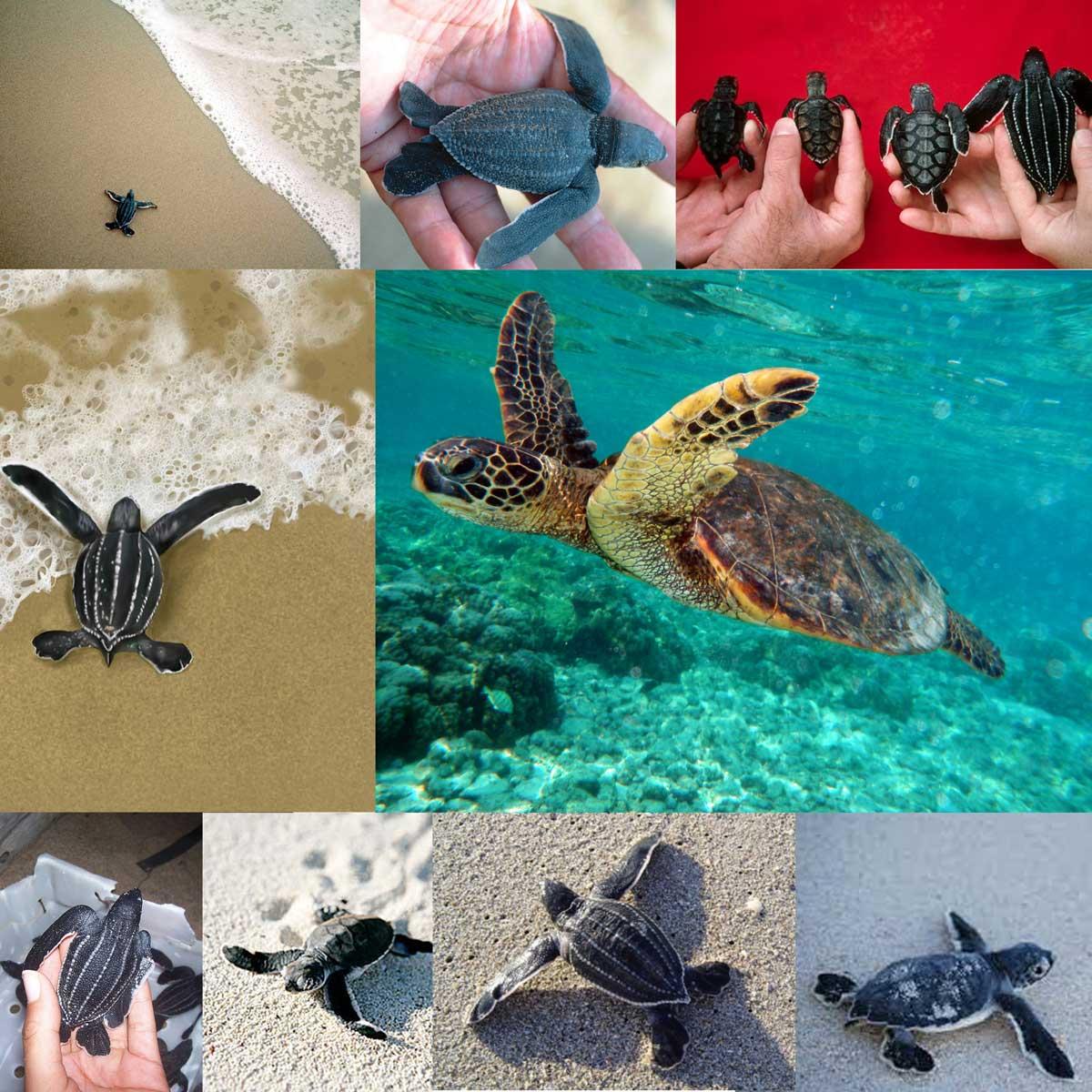 leatherback mark Skillshare Student Project