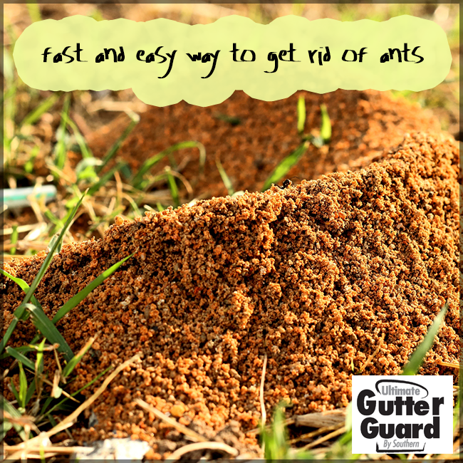Got a problem with fire ant beds in your yard? Try mixing up some dish
