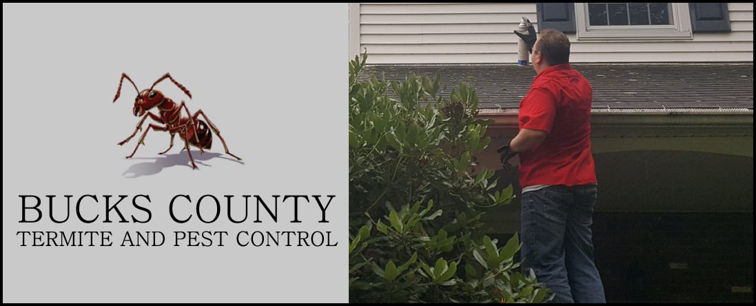 Termites Pest Control Toronto Pest Services Toronto