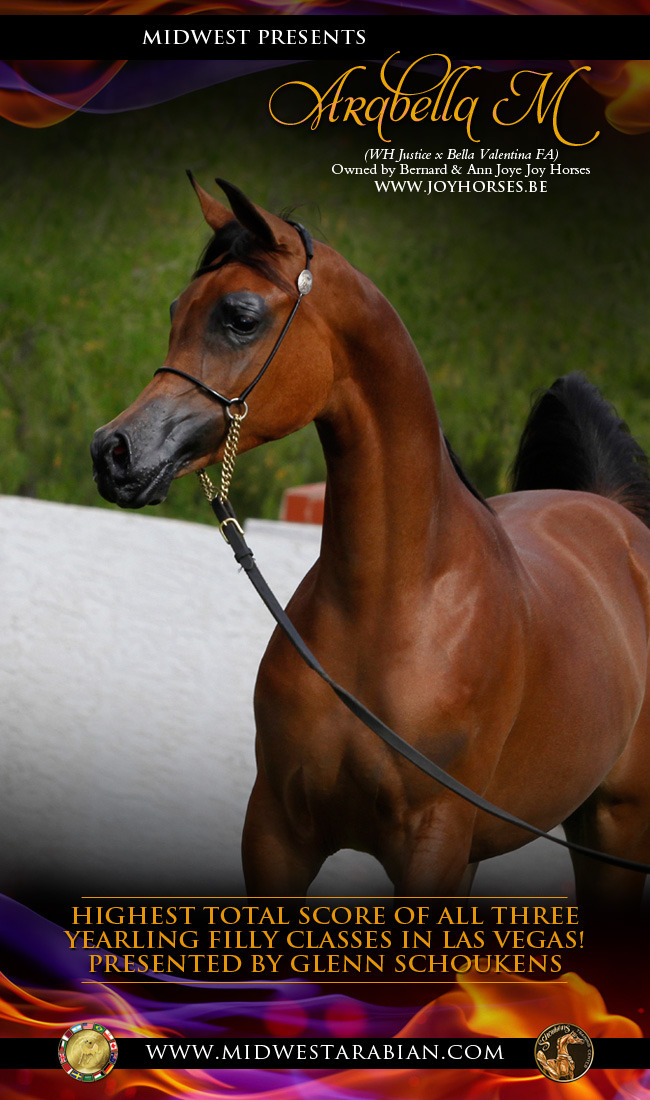 Glen Schoukens and Arabella M today!! Arabian Horses, Stallions