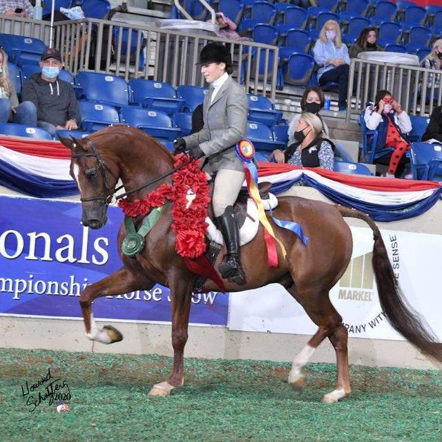 Red Hot Chilli Pepper WA Royal Arabians