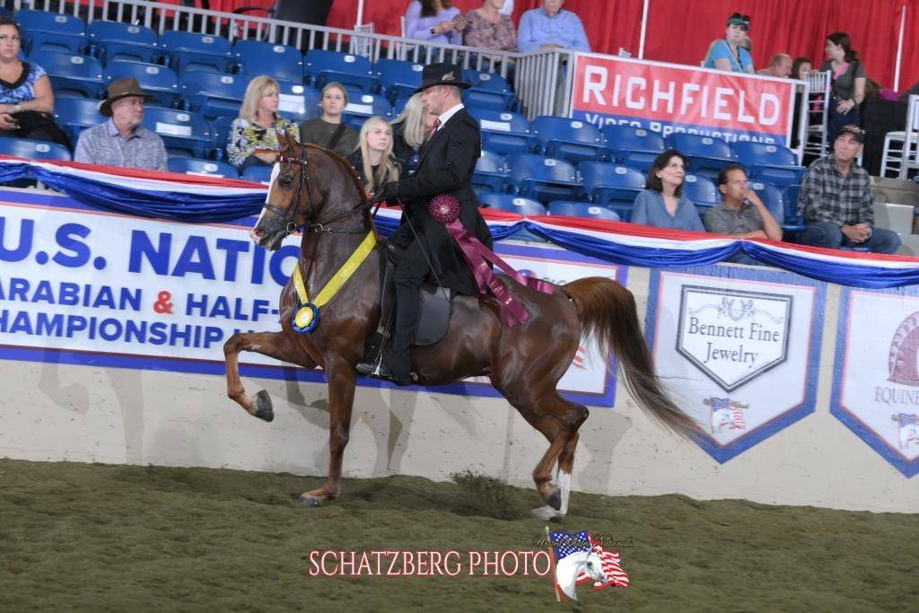 THE GAMBLEHEIR SF Stachowski Farm, Inc. Arabian Horse Show Training