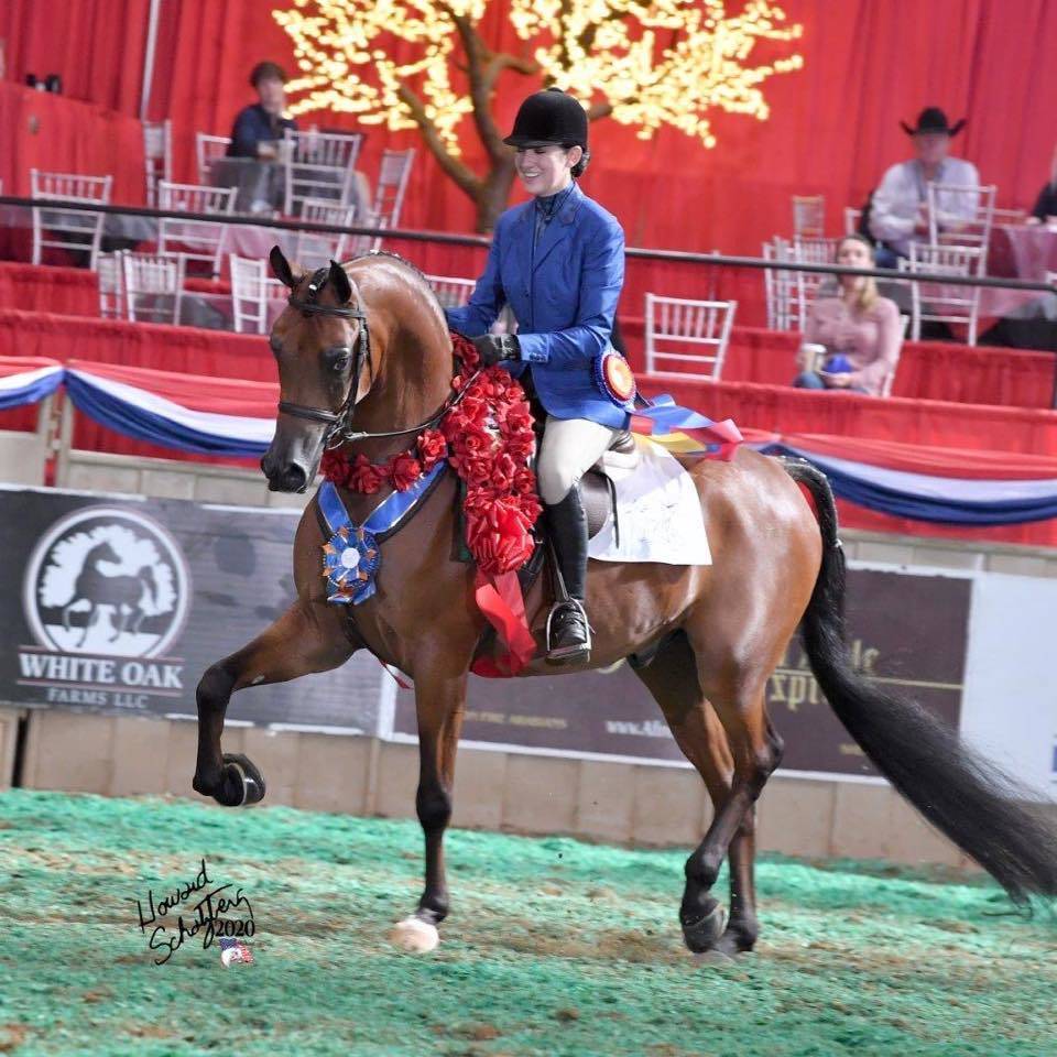 BELLA HEATH Stachowski Farm, Inc. Arabian Horse Show Training and