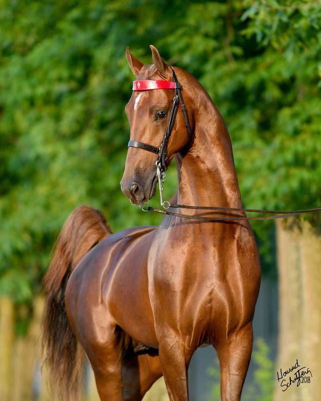 Noble Braveheart Stachowski Farm, Inc. Arabian Horse Show Training
