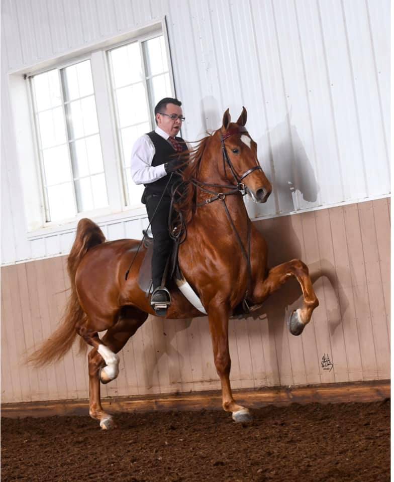 ART OF THE DEAL Stachowski Farm, Inc. Arabian Horse Show Training