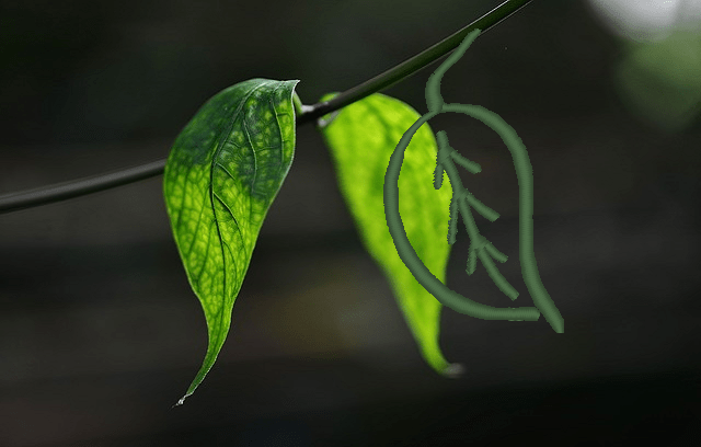 Grünes Blatt stickeck