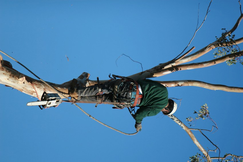 5 Important Things to Understand When Taking Care of Trees Projects