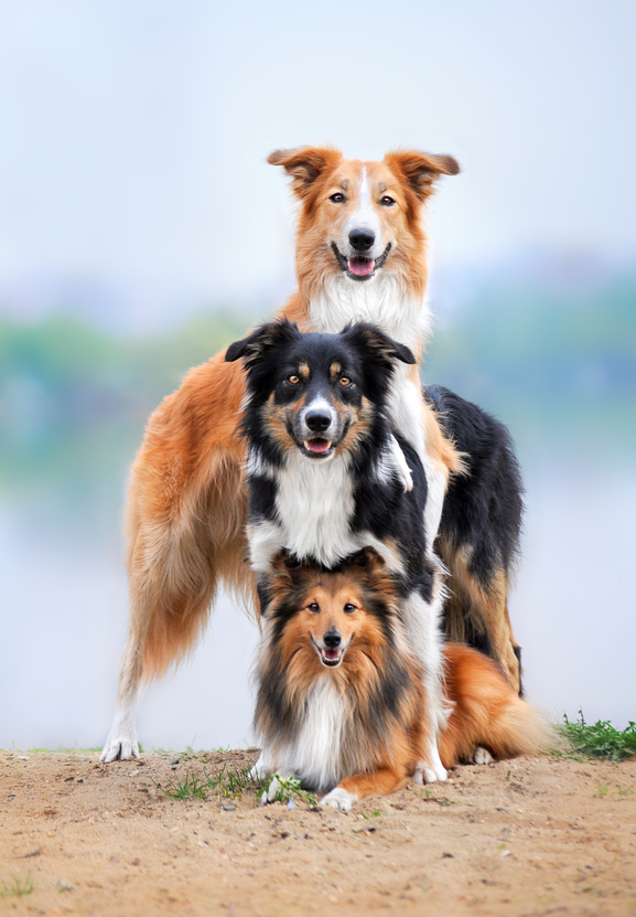 The Mobile Dog Groomer The Job of the Future No One Even Knew About