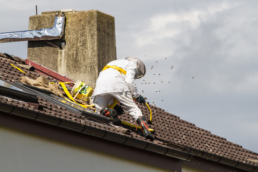 The Case for Bee Removal New Channel 8