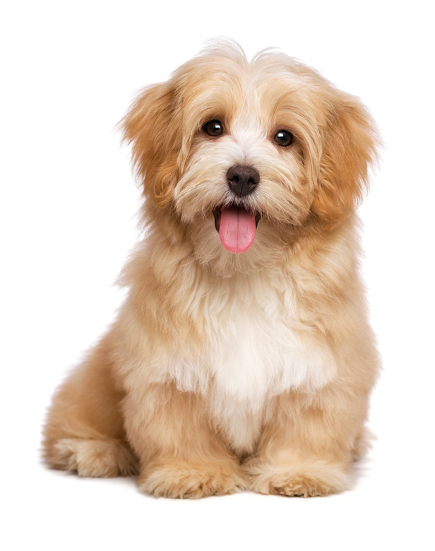 Cavachon Puppies for Sale North Texas Cat Rescue