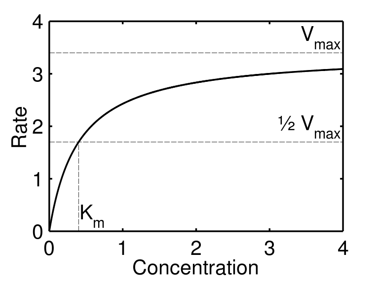 Enzyme Structure Function MichaelisMenten