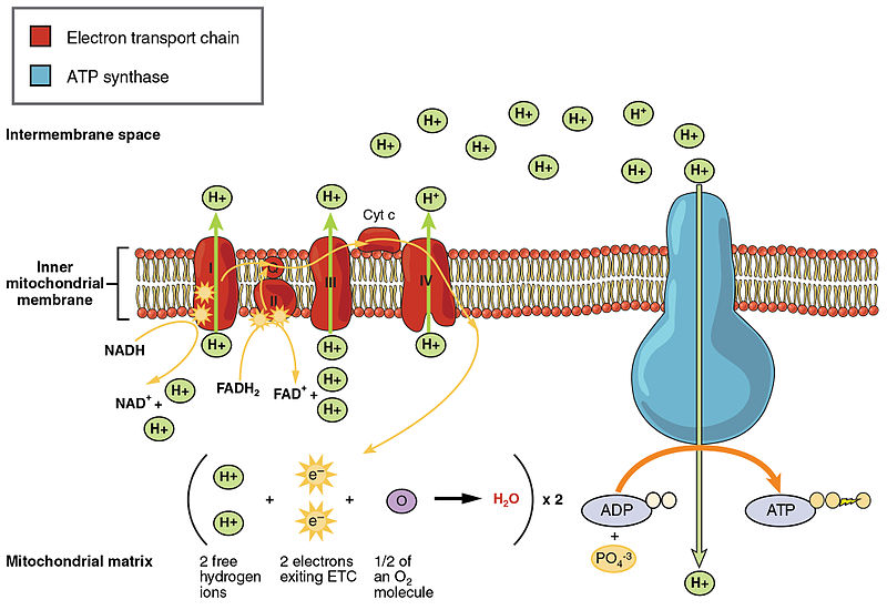 Electron Transport Chain Physiology Uncoupling TeachMePhysiology