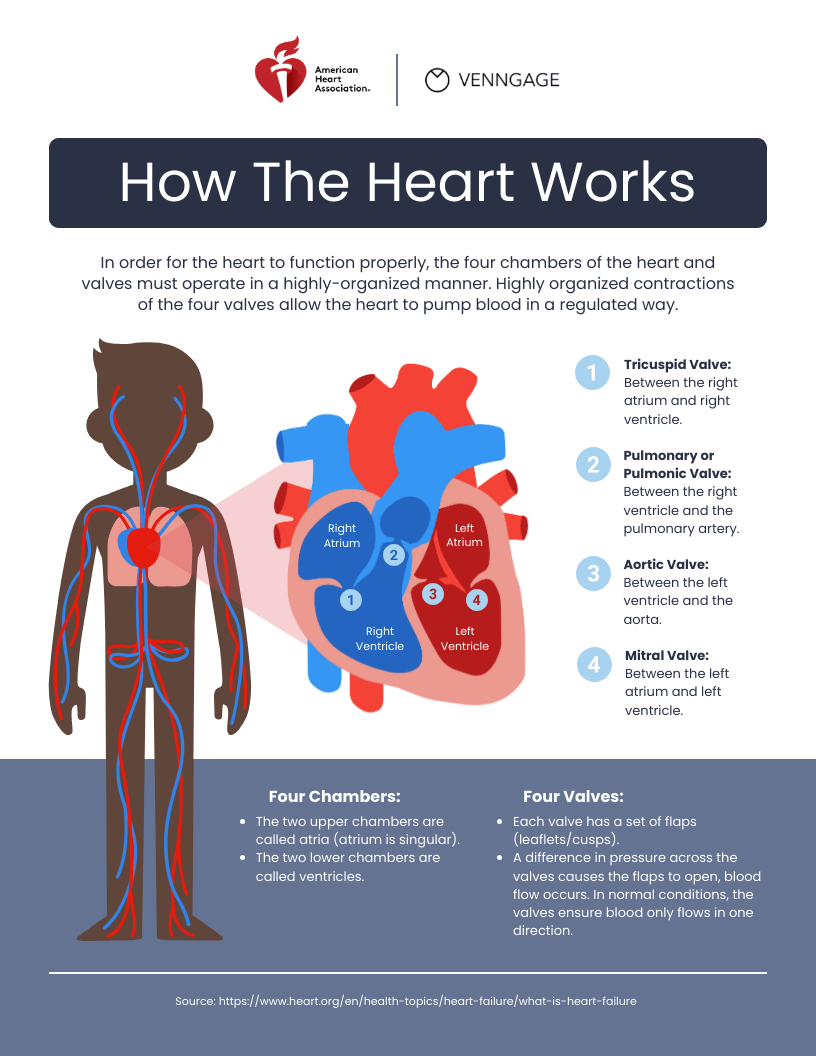 How Heart Works Medical Infographic Template Venngage