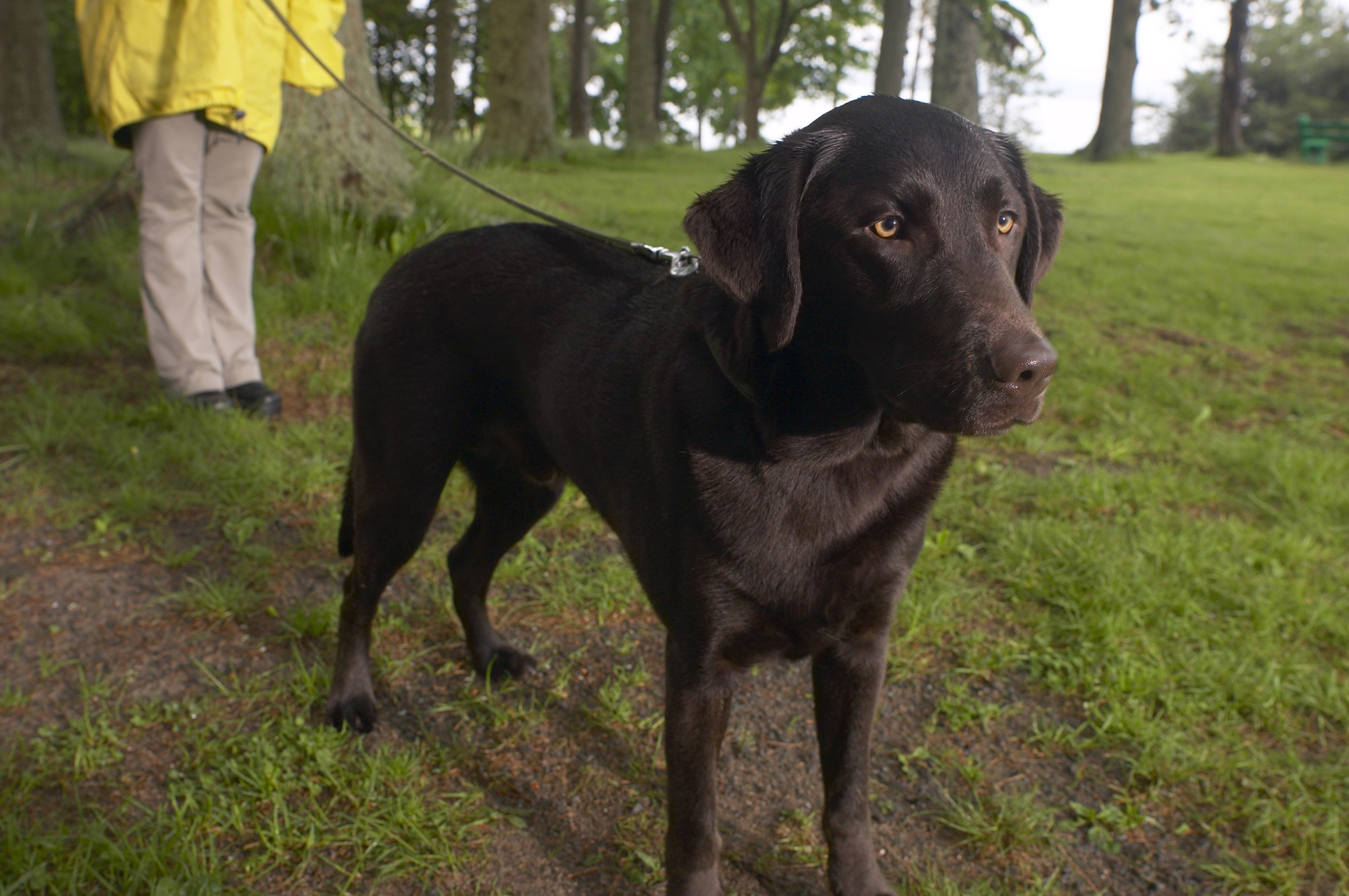 Can Some Dogs Not Be Potty Trained