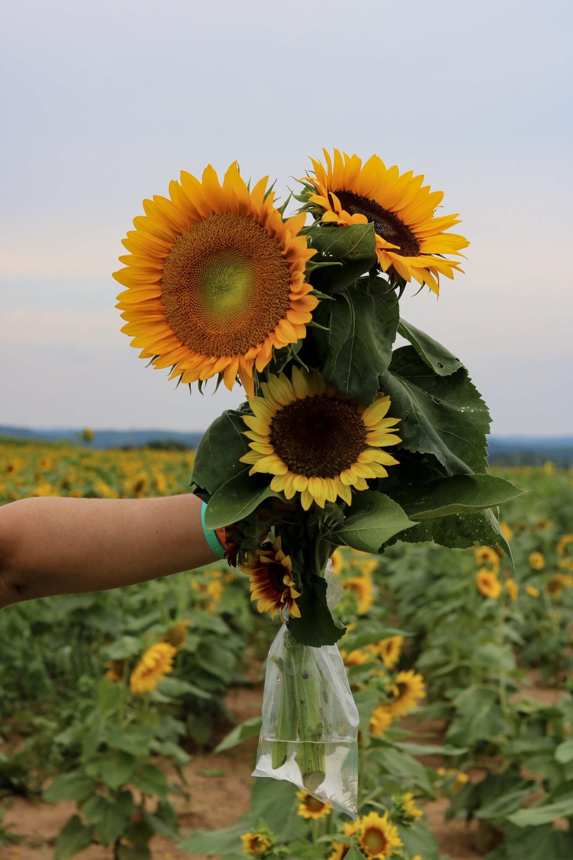 2021 Sunflower Festival