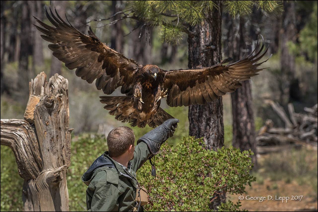 harney county bird festival 2023 2021 VIRTUAL Harney County Migratory Bird Festival