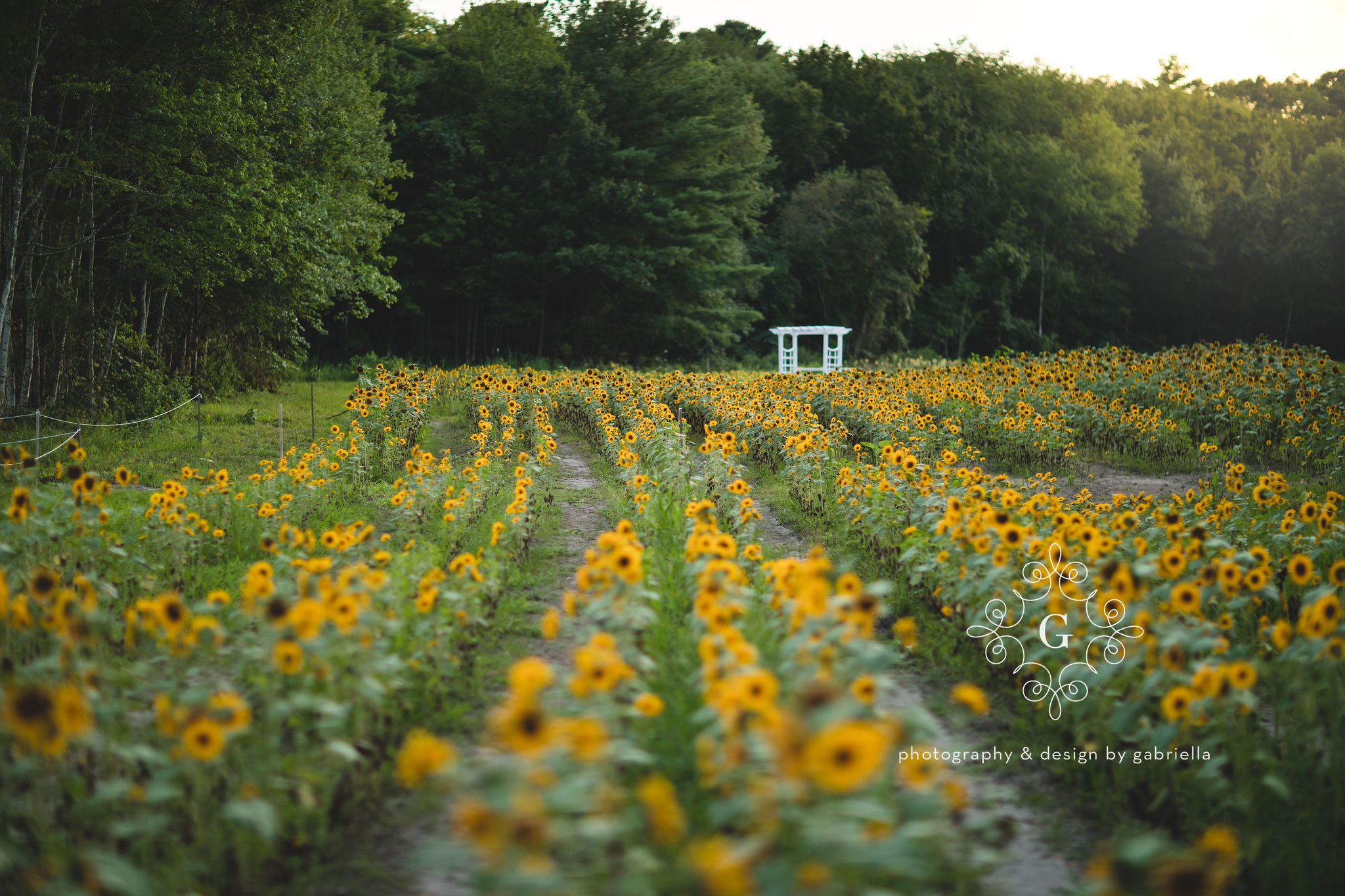 UPick Sunflowers 2022