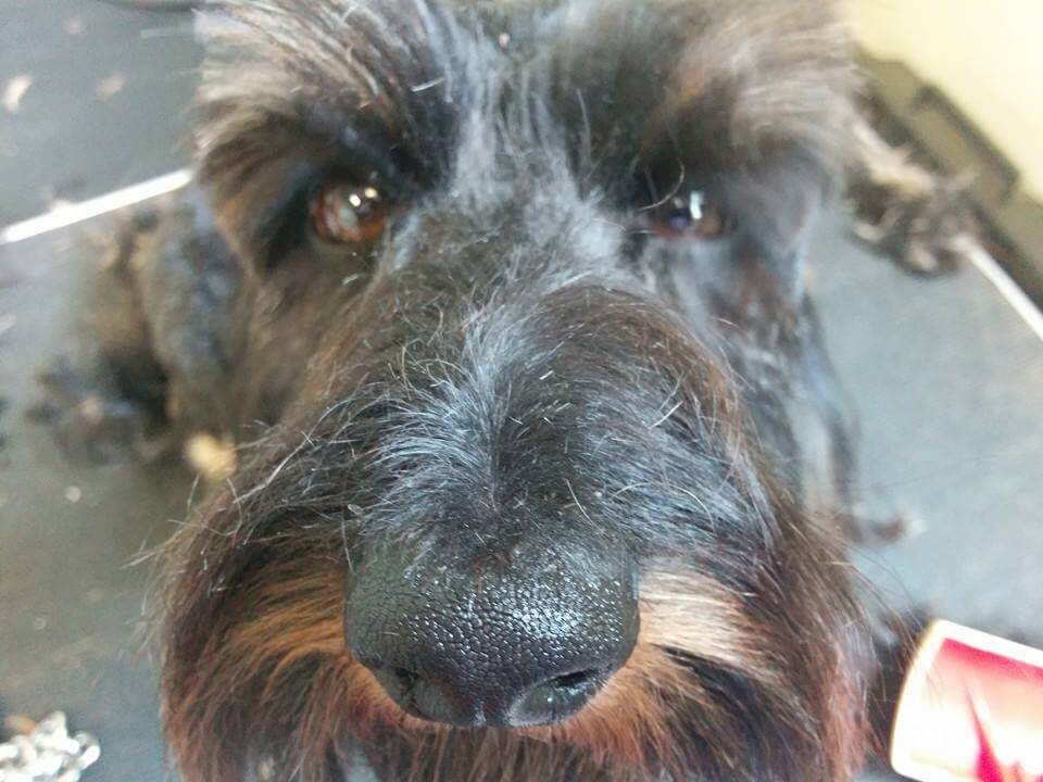 Animal House Pet Grooming