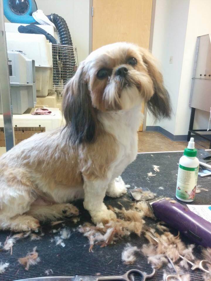 Animal House Pet Grooming