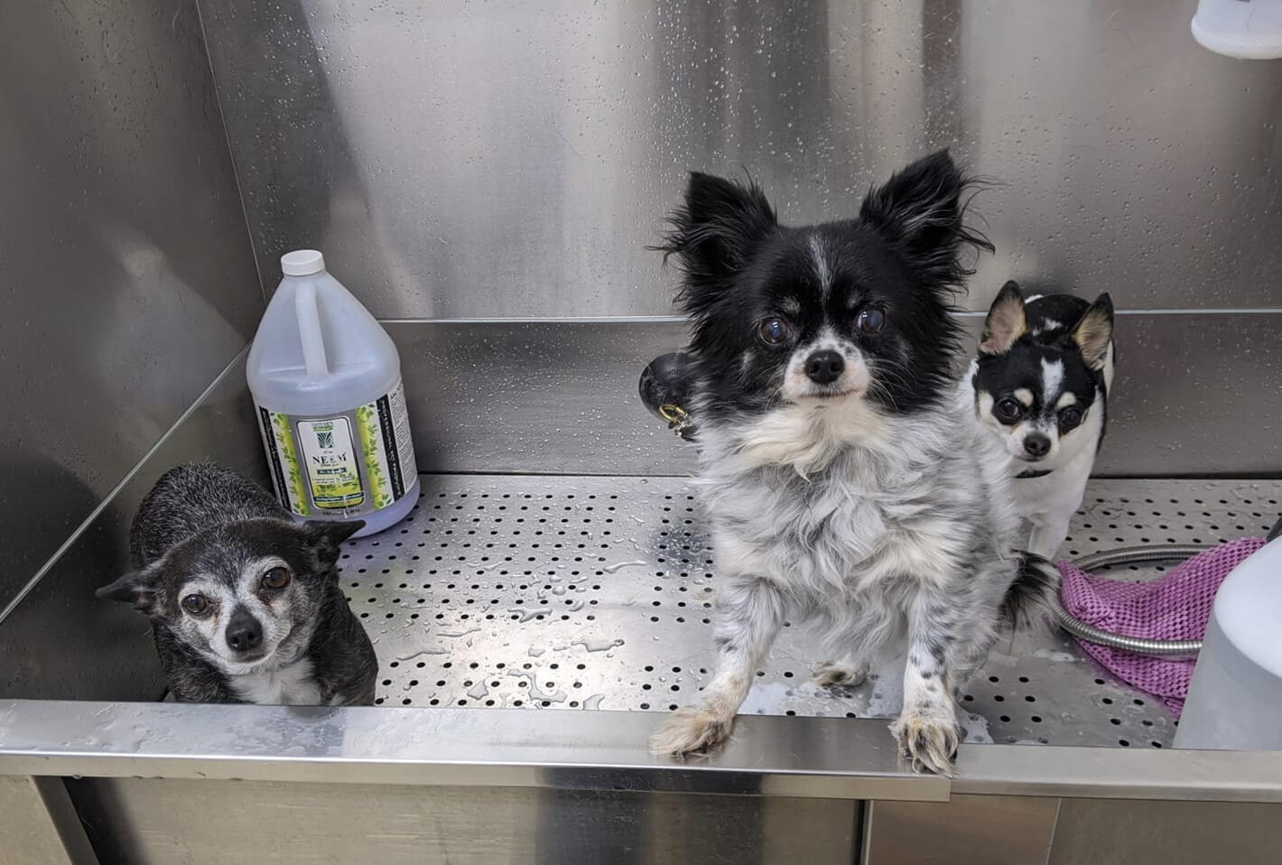 Animal House Pet Grooming