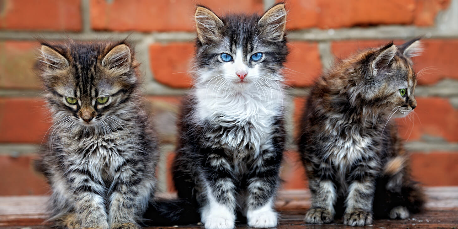 5 Reminders For Project Managers Who Herd Creative Cats Redbooth